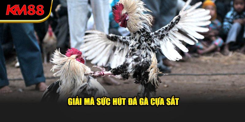 Giải mã sức hút đá gà cựa sắt