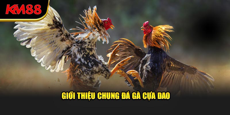 Giới thiệu cơ bản về đá gà cựa dao