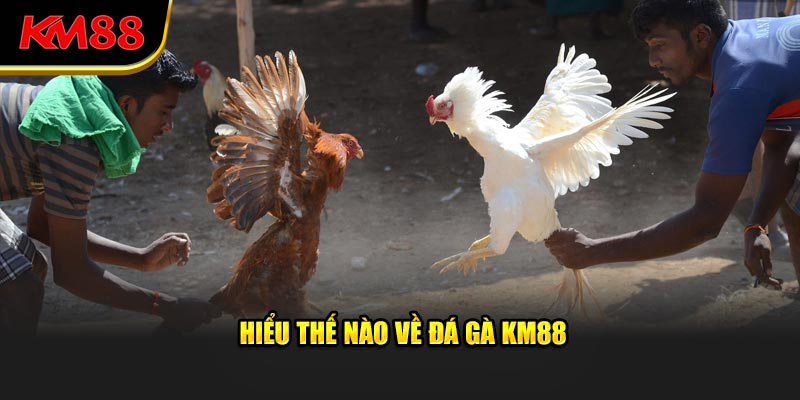 Hiểu thế nào về đá gà KM88